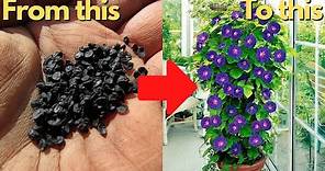 Easiest Way to Grow Seeds | How to Germinate Morning Glory Seeds | How to Grow Seeds