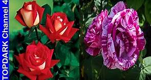 10 Tipos de Rosas increíblemente Bellas