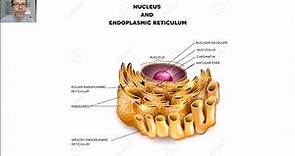 El retículo endoplasmático V41
