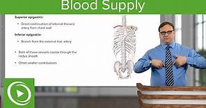 Blood Supply of the Abdominal Wall – Anatomy | Lecturio
