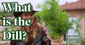 How to Grow DILL from Seed & When to Harvest | Why we LOVE this herb & the BEST WAY to PRESERVE it
