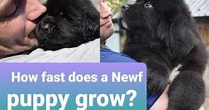 NEWFOUNDLAND PUPPY 1-8 WEEKS OLD // Newfies grow fast! Breeding Newfoundlands 101