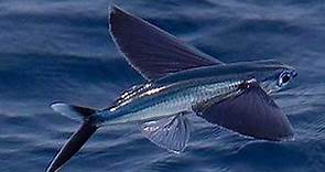 Flying Fish Documentary Video YouTube Flying fish live in all of the oceans