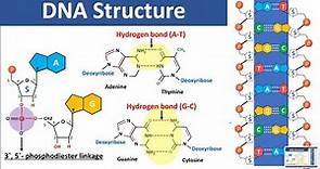 DNA Structure | Biochemistry