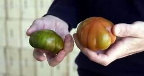 Estas son las claves para diferenciar el auténtico tomate Raf del 'falso Raf' - Natural