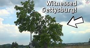 A Tree that Witnessed Gettysburg: Cemetery Ridge