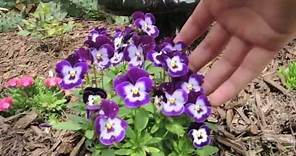How To keep your Pansies looking Full and Flowering all season long