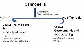 Salmonella: Properties, Disease, Lab Diagnosis • Microbe Online