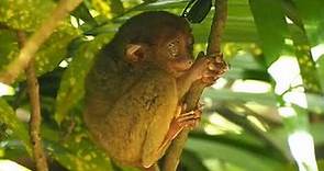 El TARSERO filipino : 5 Cosas asombrosas que no sabías sobre este mono