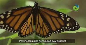 Mariposa Monarca, viajera sorprendente