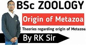 Zoology |Origin of Metazoa| Theories regarding the Origin of Metazoa |BSc