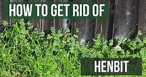 How to Get Rid of Henbit (4 Easy Steps!)