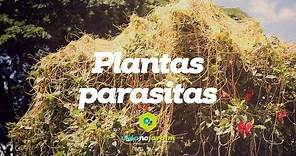 Plantas parasitas