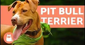 American Pit Bull Terrier - Characteristics and Care