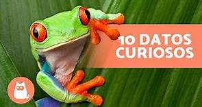 10 CURIOSIDADES sobre las RANAS que te sorprenderán 🐸