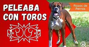 LOS INCREIBLES SECRETOS DE LA RAZA Características y cuidados del perro Boxer| Razas de perros