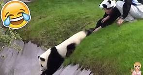 🐼Vídeos De Pandas Para Morir De Risa Y Ternura🐼