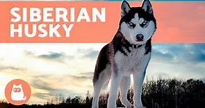 Il cane SIBERIAN HUSKY 🐺 (Origine, Caratteristiche, Carattere e Cura)