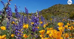 Gorgeous 'super bloom' of wildflowers happening in California, Arizon