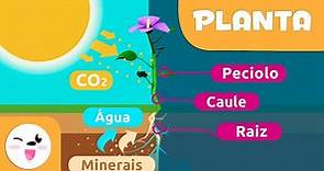 As partes da planta e a fotossíntese - Vídeo educativo para crianças