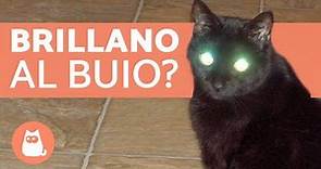 Perché gli occhi dei gatti brillano al buio? - Curiosità sui gatti