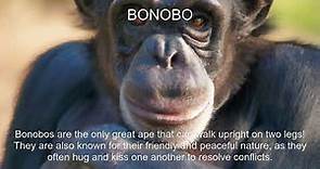 Bonobo Fact