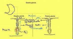 Gastric mucosa, glands(oxyntic, pyloric), pits|Stomach cell & secretion|Histology of stomach/gastric