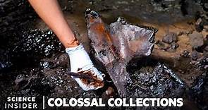 How 4 Million Fossils Are Extracted From Tar At La Brea Tar Pits | Colossal Collections
