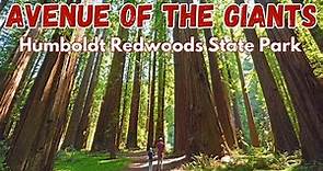 Avenue of the Giants - Exploring Humboldt Redwoods State Park