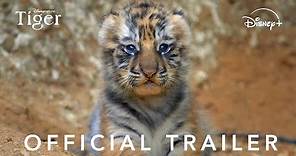 Disneynature's Tiger | Official Trailer
