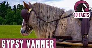 10 Fascinating Facts About the Gypsy Vanner Horse