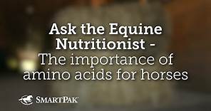 Ask the Equine Nutritionist - The importance of amino acids for horses