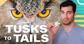 Owl Eyes Are Shaped Like Tubes, Here's Why