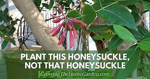 Plant This Honeysuckle, Not That Honeysuckle!