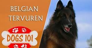 Dogs 101 - BELGIAN TERVUREN - Top Dog Facts About the BELGIAN TERVUREN