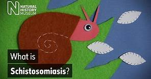 Schistosomiasis: how does this neglected tropical disease spread? | Natural History Museum