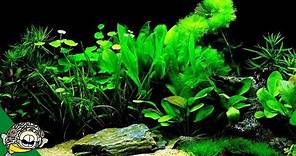 Which Fish Tank Plants to Try?