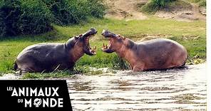 L'hippopotame - champions de la nature
