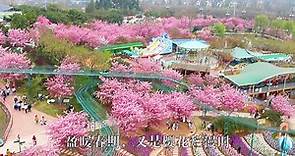 初春，到成都漫花庄园畅游“樱花海”