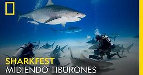 Midiendo tiburones: Súper tiburón toro | Domingo 25 Julio 18:00 | NATIONAL GEOGRAPHIC ESPAÑA