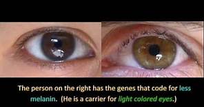 Genetics and Eye Color