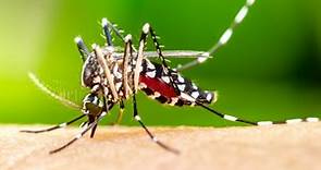 Como identificar o mosquito da Dengue (Aedes aegypti)