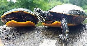 Painted Turtles (Chrysemys Picta) 🐢