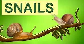 Snails | Snail Animal Facts | The Wonderful World of Invertebrates