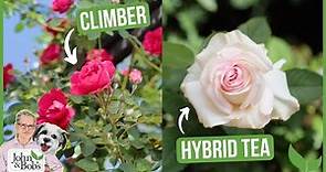 Beginners Guide to Rose Varieties | Different Types Of Roses