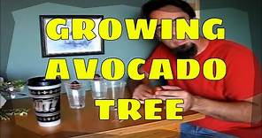 How to Grow an Avocado Tree