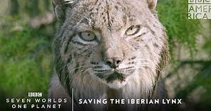Saving the Iberian Lynx | Seven Worlds, One Planet | BBC America