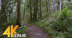 4K Virtual Forest Walk - 5 Hours Walking in the Woods, Grand Ridge Trail, Issaquah, WA