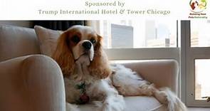 Pet-Friendly Luxury Hotels in Downtown Chicago | Trump International Hotel & Tower Chicago