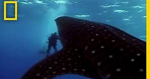Whale Shark | National Geographic